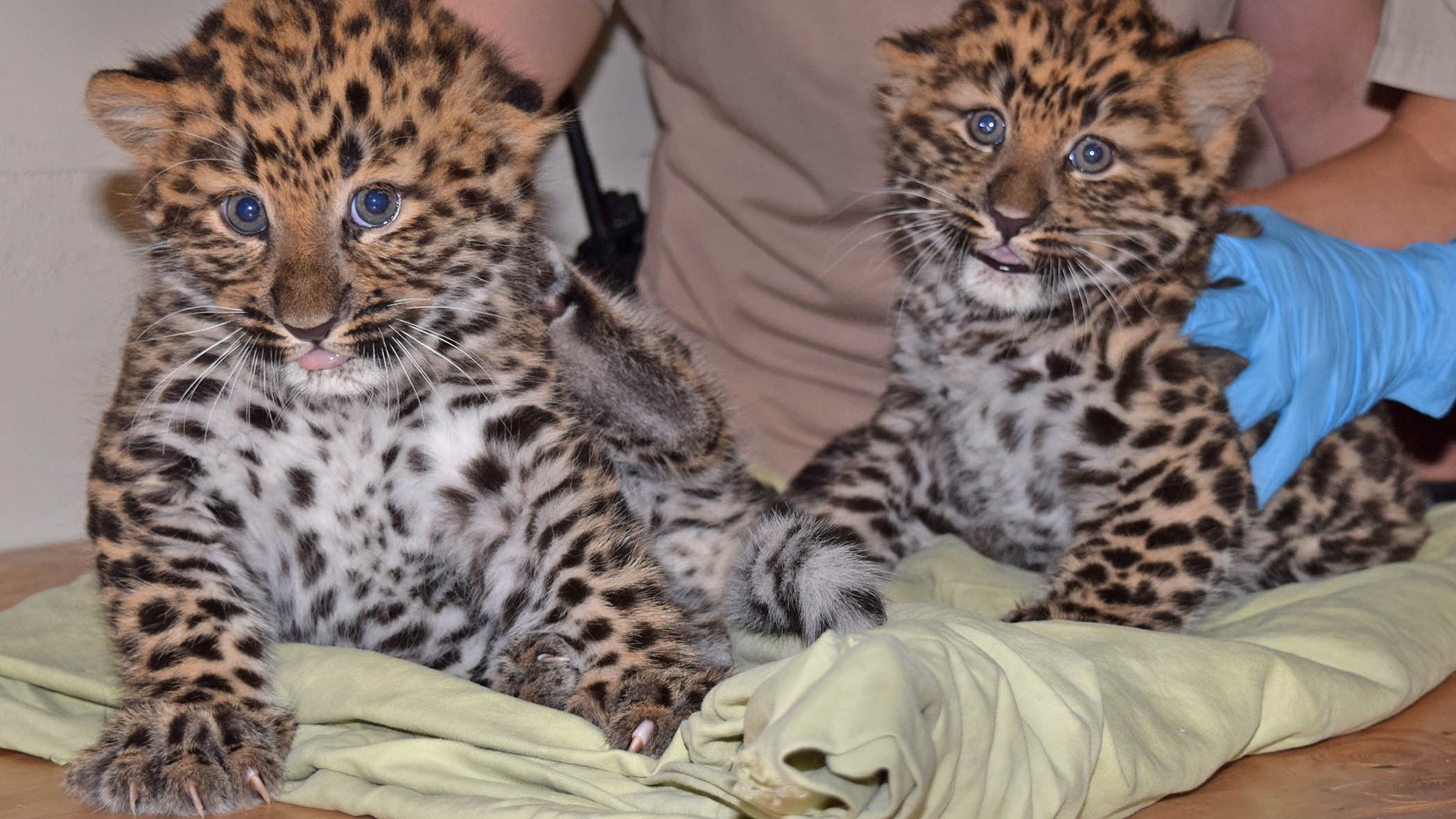 2 Newborn Leopard Cubs ‘Doing Well’ at Brookfield Zoo | Chicago News | WTTW